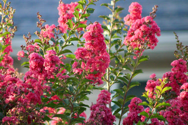 35 Dark PINK CREPE MYRTLE Lagerstroemia Indica Flowering Shrub Bush Small Tree Seeds
